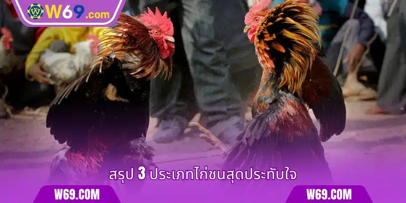 สรุป 3 ประเภทไก่ชนสุดประทับใจ